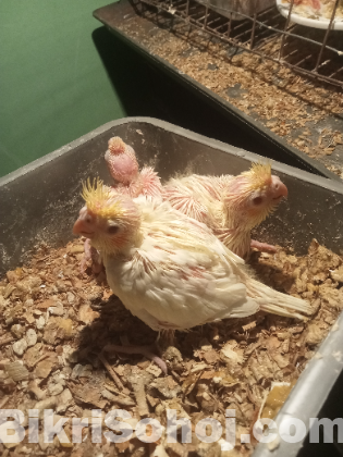 লুটিনো কোকাটেল